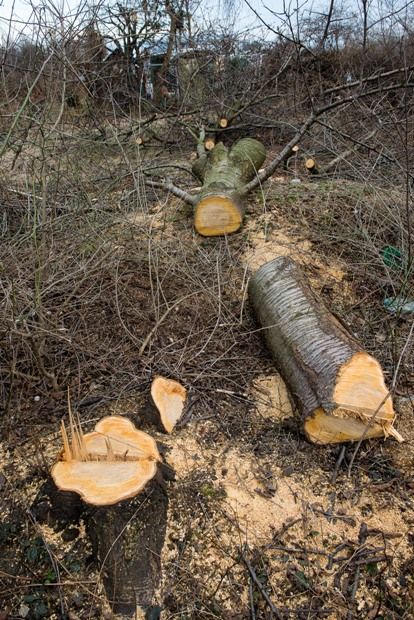 Wycięcie drzewa uniemożliwi prowadzenie działalności gospodarczej na własnej posesji przez 5 lat!