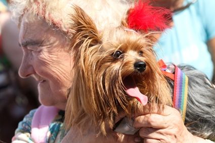 Zwolnienie z podatku od psów nie dla każdego seniora